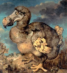 De Dodo, 1651